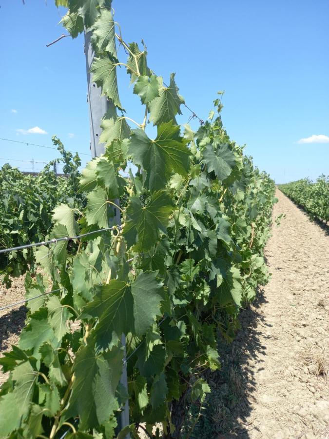 La Quiete Tra Le Vigne Tuscany Collesalvetti Luaran gambar