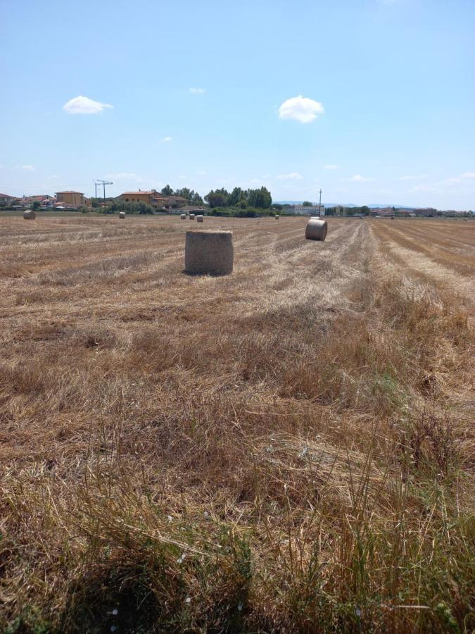 La Quiete Tra Le Vigne Tuscany Collesalvetti Luaran gambar