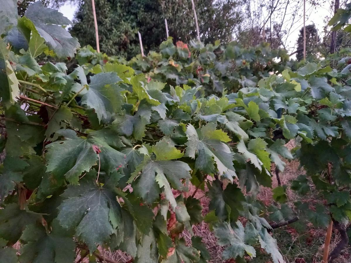 La Quiete Tra Le Vigne Tuscany Collesalvetti Luaran gambar
