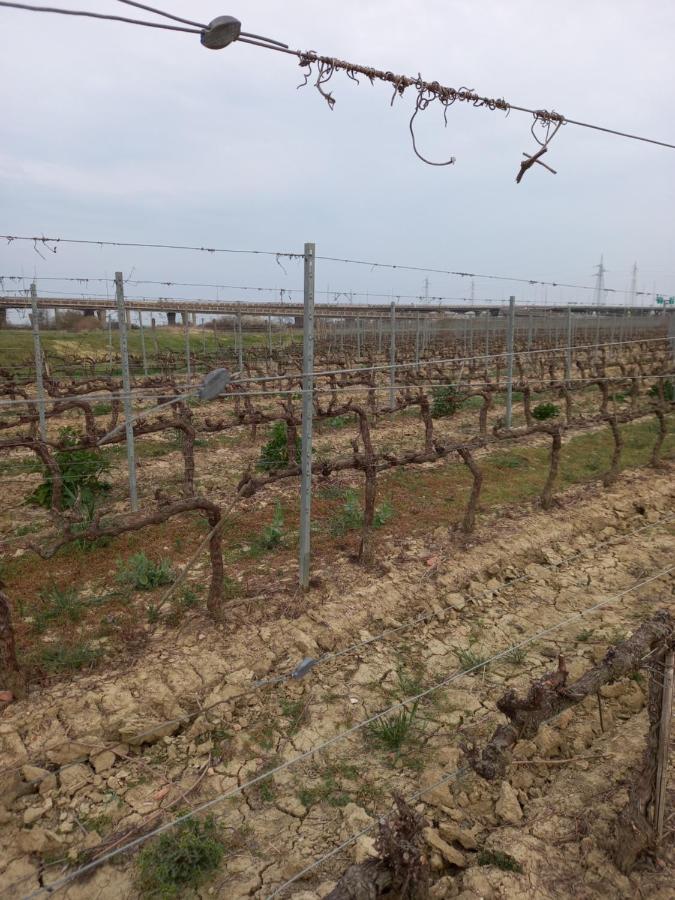 La Quiete Tra Le Vigne Tuscany Collesalvetti Luaran gambar